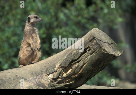 Meerkat sul log a Knowlsey safari park Foto Stock