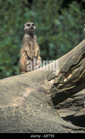 Meerkat sentry sul log a Knowsley Safari Park Foto Stock