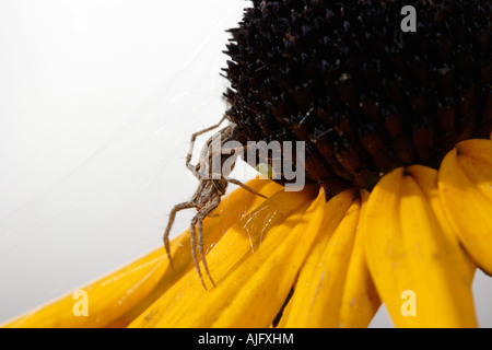 Vivaio Spider Web (Pisaura mirabilis) su Black Eyed Susan Foto Stock