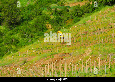 Il Cile, uomo che lavora nella vigna, Valle di Colchagua, vino Vigna del paese famoso per la produzione del vino, regione america del sud Foto Stock