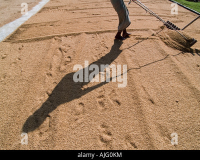 Lavoratori di riso di essiccazione in un agriturismo Foto Stock