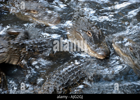 Teste di coccodrillo e degli organismi di nuotare in acqua a St Augustine Alligator Farm Florida sfocatura del movimento Foto Stock