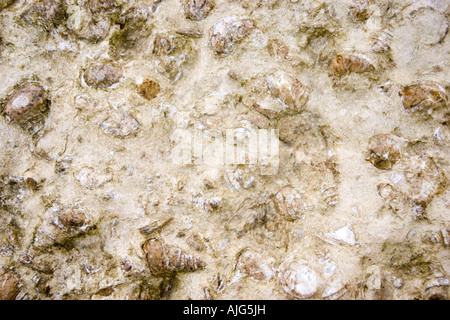 Sezioni di roccia dal gasteropode di conchiglie fossili cimitero vicino Ao Nang Thailandia Foto Stock