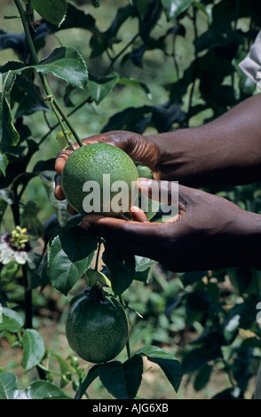 Crescente passione frutto della vite, Ghana Africa occidentale prima della distribuzione Foto Stock