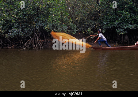 Fisherman fusione il suo netto malese nella palude di mangrovie, SE Asia Foto Stock