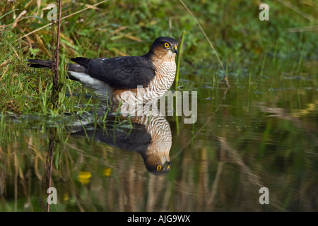 Voce maschile Sparviero Accipiter nisus nel laghetto di balneazione con riflessione in acqua Potton Bedfordshire Foto Stock