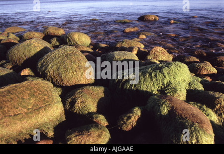 Rocce ricoperte da alghe marine Foto Stock