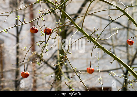 Mele marce su un albero in aprile Foto Stock