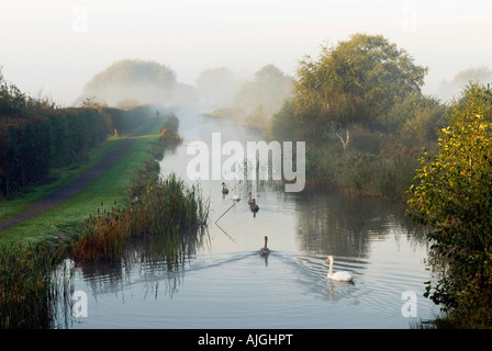 I cigni di prima mattina nebbia autunnale sul Shrewsbury-Newport Canal a Newport Shropshire Foto Stock
