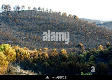 Rio Tinto di incendio di foresta estate 2004 Huelva e Siviglia pronvinces Spagna Foto Stock