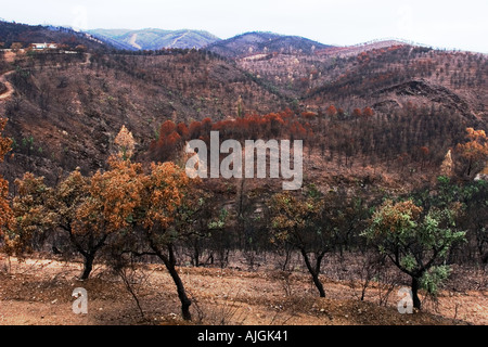 Rio Tinto di incendio di foresta estate 2004 Huelva e Siviglia pronvinces Spagna Foto Stock