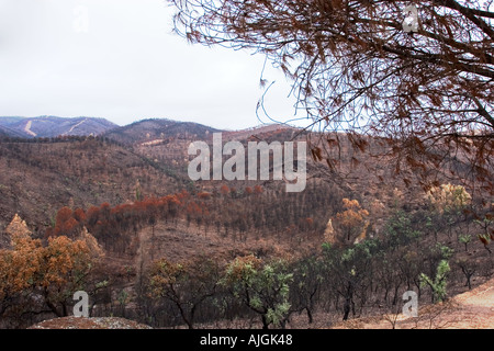 Rio Tinto di incendio di foresta estate 2004 Huelva e Siviglia pronvinces Spagna Foto Stock