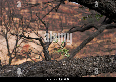 Rio Tinto di incendio di foresta estate 2004 Huelva e Siviglia pronvinces Spagna Foto Stock
