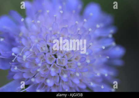 Millefiori britannico del diavolo o Bit Scabious campo. Una testa come un puntaspilli, in soft sognanti derive di lilla e blues Foto Stock