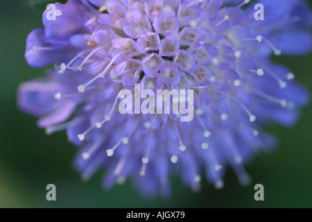 British campo di fiori selvaggi Scabious Foto Stock