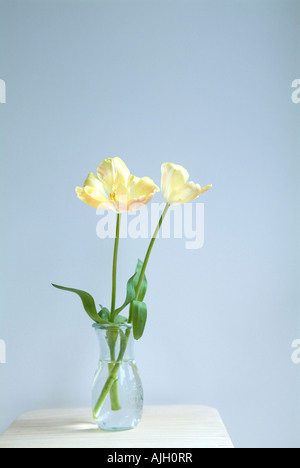 Tulipani in vaso Foto Stock