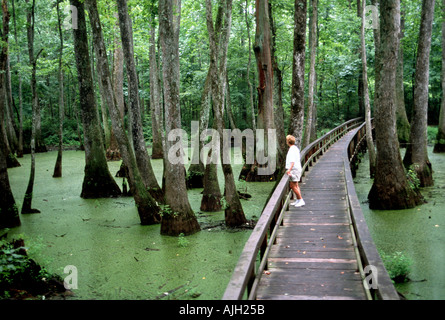 Natchez Trace Parkway Cypress Swamp Mississippi Foto Stock