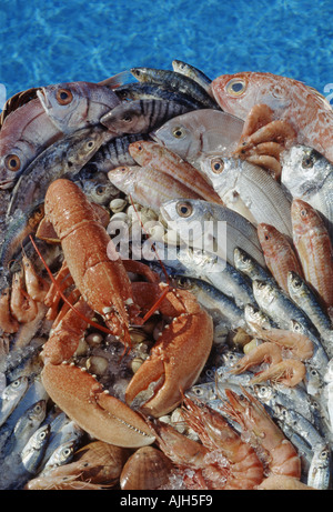 Varietà di pesce fresco e molluschi aragosta dalla piscina Foto Stock