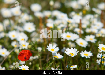 Uno rosso papavero Papaver subpiriforme in un campo di bianco Camomilla Anthemis palestina israele Marzo 2007 Foto Stock