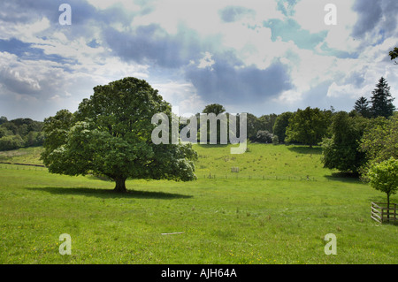 Mugdock Country Park vicino a Milngavie Glasgow Foto Stock