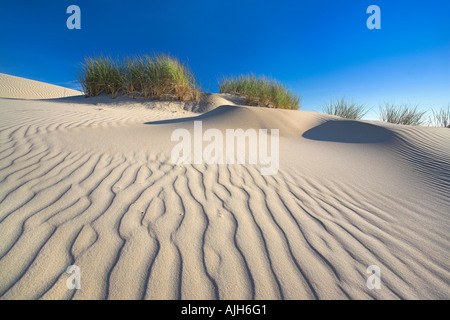 Dune in movimento nel Parco Nazionale di Slowinski, Polonia Foto Stock