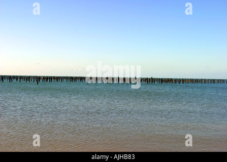 Cozze letti parc in britany francia Foto Stock