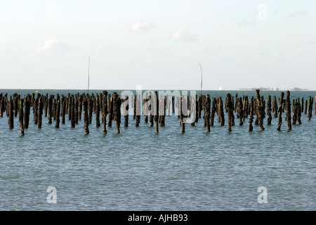 Cozze letti parc in britany francia Foto Stock