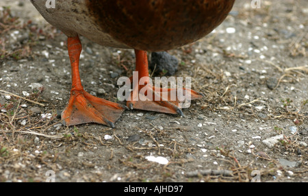 Piedini a gambo di una femmina di Mallard duck Anas platyrhynchos Nuova Zelanda Foto Stock