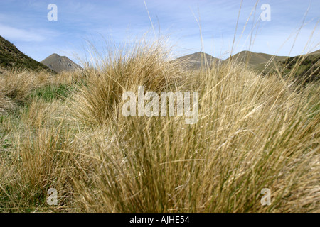 Lindis Pass golden tussock grass paese Isola del Sud della Nuova Zelanda Foto Stock