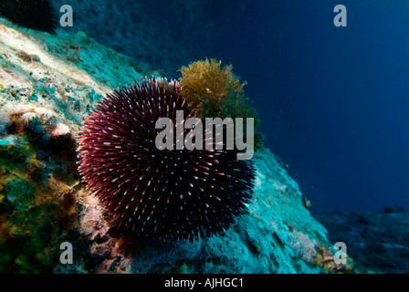 Francia Marseille Riou Isola Imperial de Terre un viola ricci di mare Sphaerechinus Granularis su una roccia Foto Stock