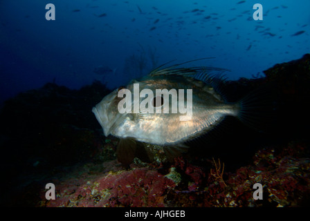 Francia Marseille Maire Isola Fromages un San Pietro pesce Zeus Faber Foto Stock