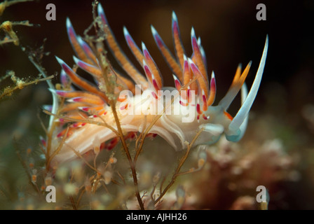 Francia Marseille Riou Isola Imperial Du Milieu un Seaslug Cratena Peregrina Foto Stock