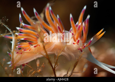 Seaslug spiked (Cratena peregrina), Imperial du Milieu, Riou Isola, Marsiglia, Francia. Foto Stock