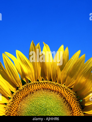 FLORA: girasole (lat: helianthus) Foto Stock