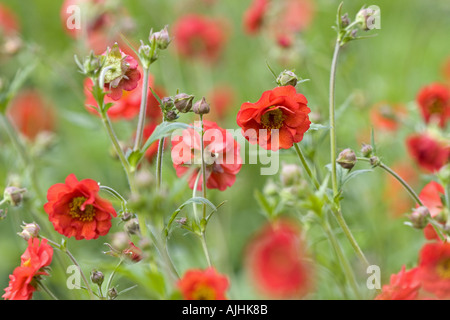 Campo di Scarlet Avens Foto Stock