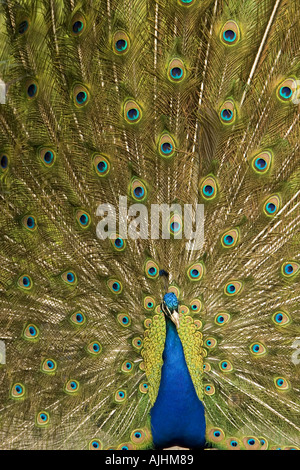 Peacock in pieno piumaggio display Foto Stock