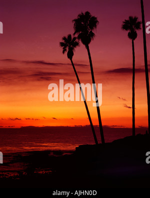 I colori del tramonto Cielo scontornamento e maestose palme lungo la costa del Pacifico in California in Laguna Beach Foto Stock