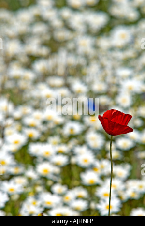 Uno rosso papavero Papaver subpiriforme in un campo di bianco Camomilla Anthemis palestina israele Marzo 2007 Foto Stock