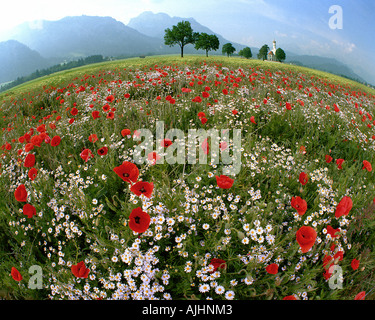 DE - Baviera: St.Coloman vicino a Schwangau Foto Stock