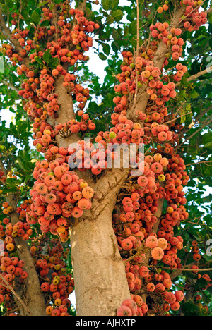 Israele Il ripe immangiabili frutto di un ficus sycomorus sycamore fig o fig mulberry nativo per il Medio Oriente Foto Stock