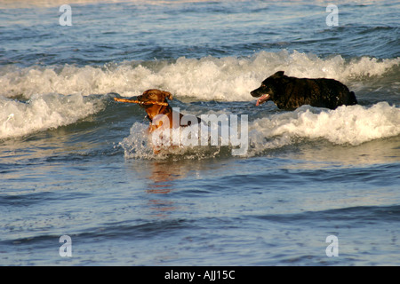 Cani navigare e giocare a beach surf Christchurch Isola del Sud della Nuova Zelanda Foto Stock