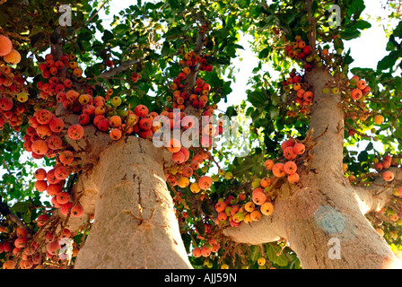 Israele Il ripe immangiabili frutto di un ficus sycomorus sycamore fig o fig mulberry nativo per il Medio Oriente Foto Stock