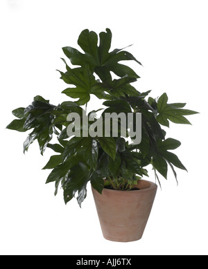 Fatsi o giapponese Aralia Fatsia japonica Foto Stock