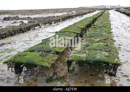 Ostriche a bassa marea St Vaast La Hougue Normandia Francia Foto Stock