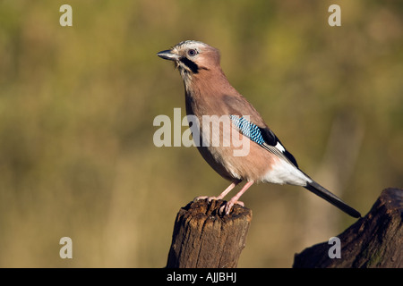 Ghiandaia Garrulus glandarius in piedi sul log cercando alert Potton Bedfordshire Foto Stock