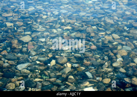 Pietre sotto il mare poco profondo e acqua ad alta marea, Donegal, Irlanda Foto Stock