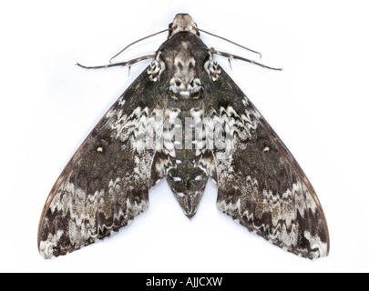 Rustico sphinx moth Manduchi rustica della famiglia Sphingidae anche sapere come colibrì falene o hawk falene Foto Stock