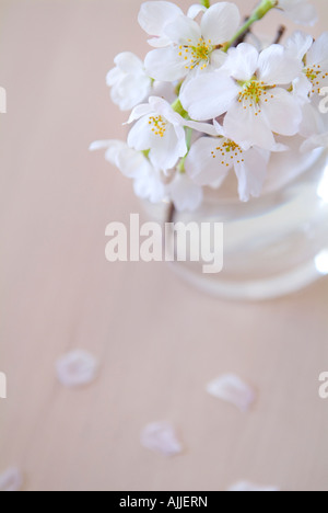 Fiori di Ciliegio in vaso Foto Stock