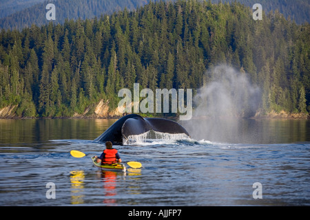 L'uomo kayak di mare vicino a nuoto pod di balene Humpback all'interno del passaggio a sud-est di Alaska estate Foto Stock