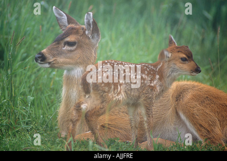 Sitka coda nera doe fawn in prato nella nebbia Captive close up Alaska Wildlife Conservation Centre estate Foto Stock